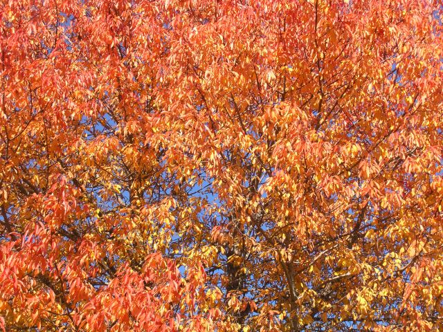 images 037.jpg